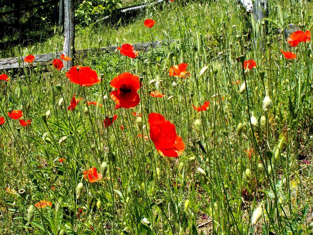 Cascina Ciosse B&B Grognardo Buitenkant foto